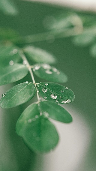 culture moringa tunisie